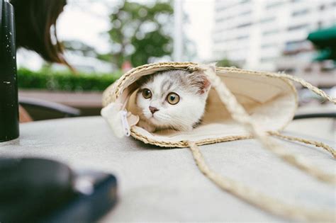 中日ドラゴンズ ドラフト: なぜ猫は宇宙を征服しないのか？